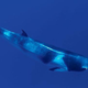 Dwarf minke whales have been identified as a possible source of the strange sounds. (Image: Oregon State University)